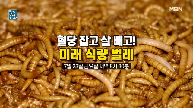 혈당 잡고 살 빼고! 미래 식량 벌레