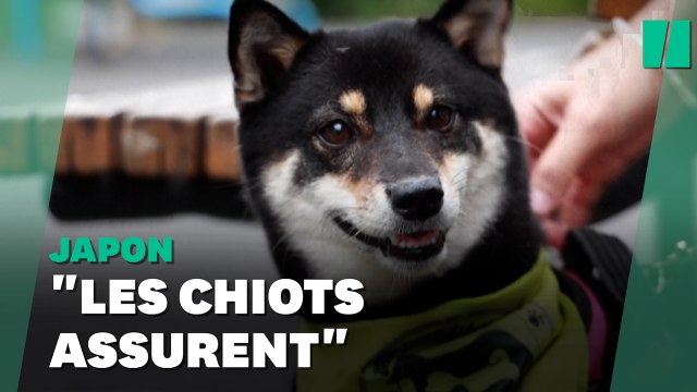 La Pat'Patrouille existe réellement au Japon et elle s'appelle wouf wouf