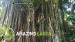 Amazing Earth: Are trees home to supernatural creatures?
