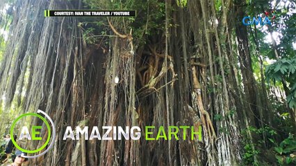 Amazing Earth: Are trees home to supernatural creatures?