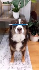 Dog has completed pencil Balance task | Dog full screen WhatsApp Status  best dog videos
