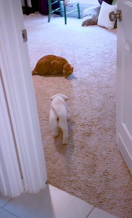 The friendship between a DOG and a CAT