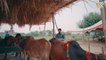 Eid Maal mandi -Zindabad vines new- -Maal mandi 2021- pashto funny video 2021