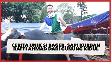 Cerita Unik Si Bager, Sapi Kurban Raffi Ahmad dari Gunung Kidul