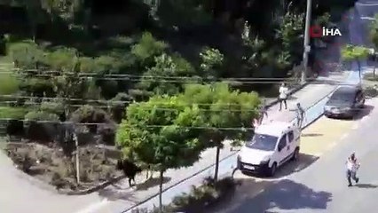 Yer: Bursa... Dana kaçtı, mahalleli kovaladı