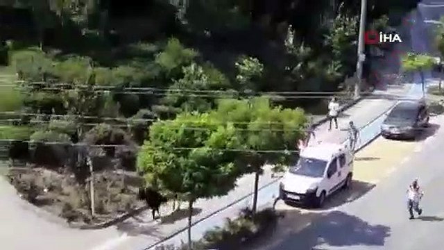 Bursa'da kurbanlık dana kaçtı! Bütün mahalleyi peşinden koşturdu