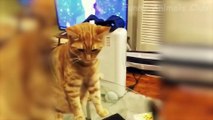 Dogs  And  Cats In Funny Situations  - Try Not To Laugh
