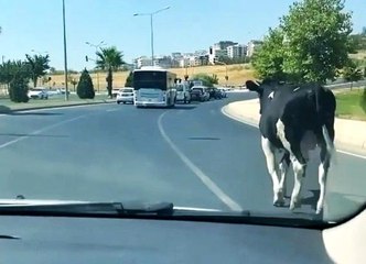 Şanlıurfa'da kaçan boğalar sahibine zor anlar yaşattı