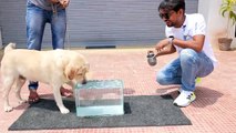 Dog Drinks Water In Ultra Slow Motion - कुत्ते पानी चाटते है या फिर..._