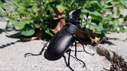 Koruma altındaki geyik böceği Manisa’da görüldü