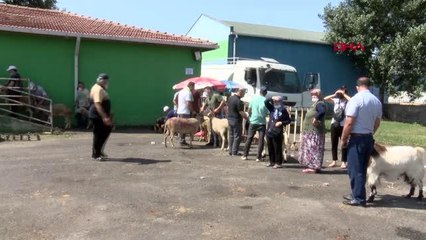 ÇORLU'DA KURBANLARINI KESTİRMEK İÇİN MEZBAHAYA GÖTÜRDÜLER