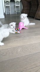 Kitty's have relaxing time | Best funny relax and happy time cats video