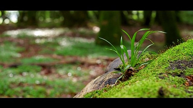 Troldeskoven, Rold Skov | Vores Nordjylland - Landsdelen i billeder og musik | Gaardsmand Film 2017 | TV2 NORD - TV2 Danmark