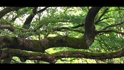 Fosdalen | Vores Nordjylland - Landsdelen i billeder og musik | Gaardsmand Film 2017 | TV2 NORD - TV2 Danmark