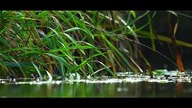 Fisketrappe ved Bindslev | Vores Nordjylland - Landsdelen i billeder og musik | Gaardsmand Film 2017 | TV2 NORD - TV2 Danmark