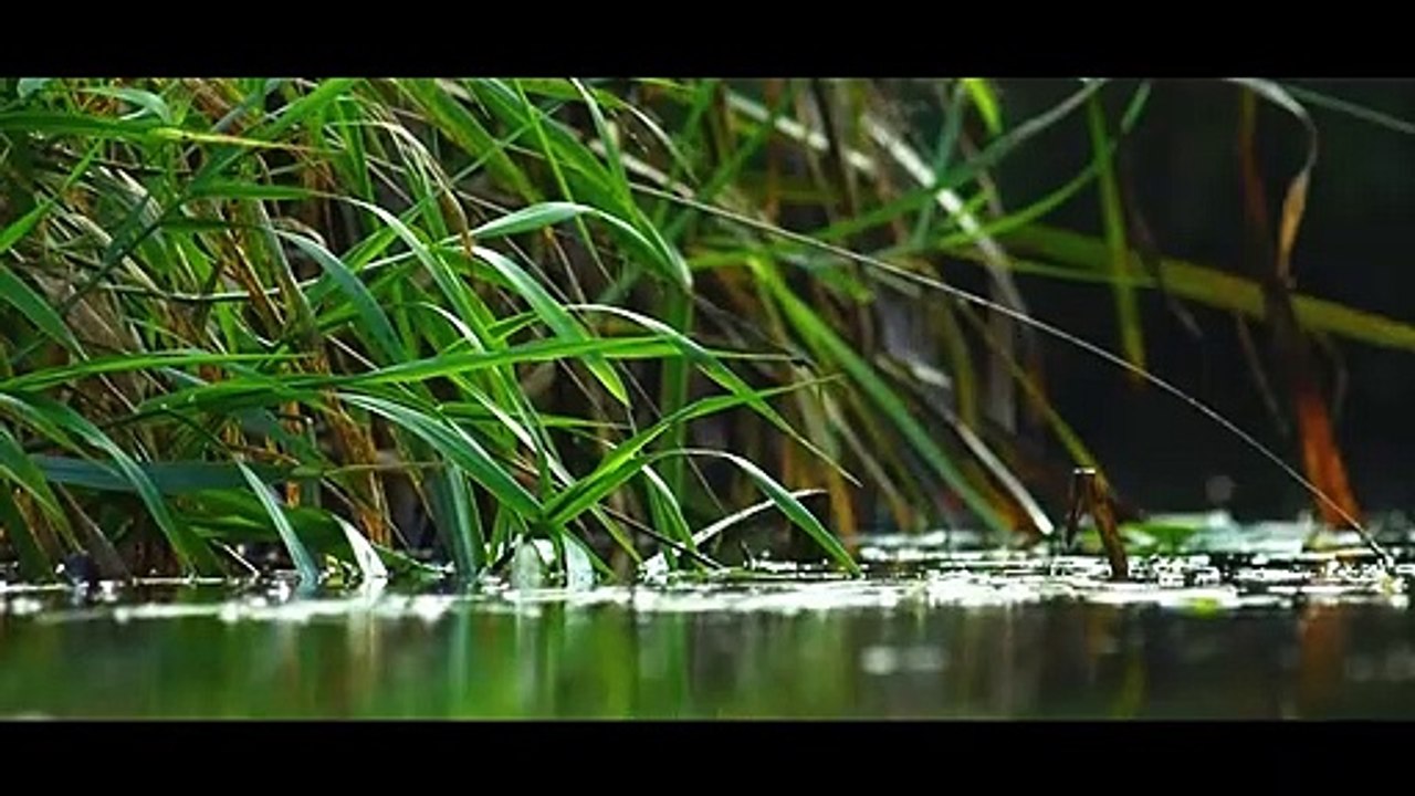 Fisketrappe ved Bindslev | Vores Nordjylland - Landsdelen i billeder og musik | Gaardsmand Film 2017 | TV2 NORD - TV2 Danmark
