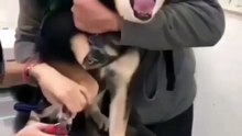 Funny Crying Dog
