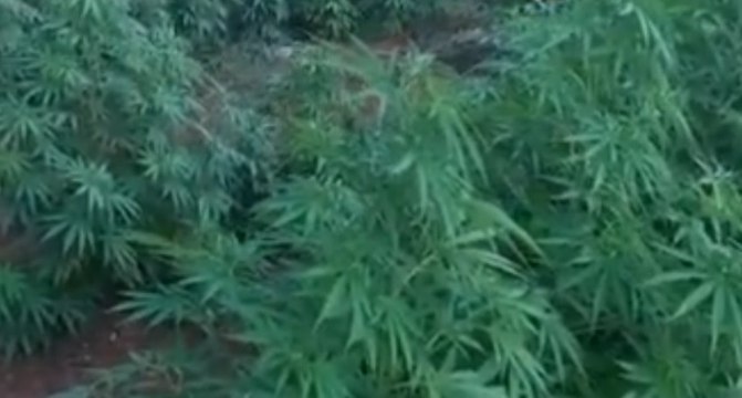 Mazara del Vallo (TP) - Coltivano marijuana in un terreno: 2 arresti (20.07.21)