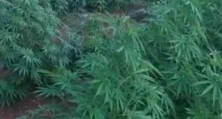 Mazara del Vallo (TP) - Coltivano marijuana in un terreno: 2 arresti (20.07.21)