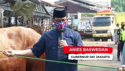 Download Video: Momen Anies Melepas Sapi Limosin Seberat 1,1 ton Untuk Dikurbankan