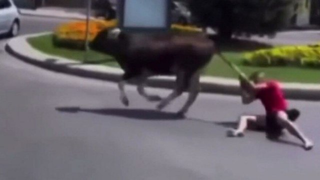 Kaçan danayı kuyruğundan tutarak durdurmaya çalışınca…