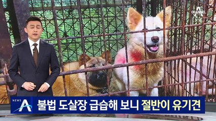 죽음 기다리며 ‘벌벌’…불법 도살장 급습해보니 절반이 유기견