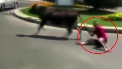 Kuyruğundan tuttuğu dananın peşinden sürüklendi! O anlar kamerada