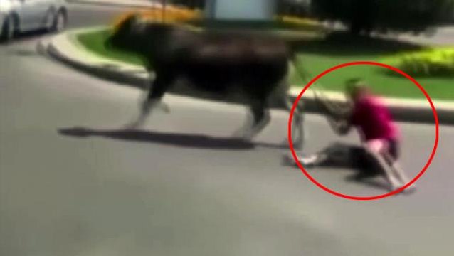 Kuyruğundan tuttuğu dananın peşinden sürüklendi! O anlar kamerada