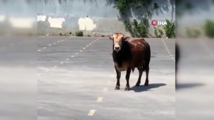 Çekmeköy’de kaçan kurbanlık, sahibine zor anlar yaşattı