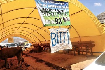 Ankara'da kurban kesiminde koronavirüs tedbirleri unutuldu