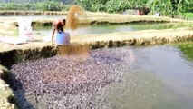 Million Catfish Eating Pellet Feed in Pond | Usaha Budidaya Lele | Catfish Farming