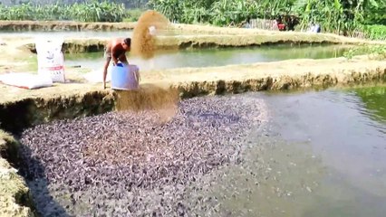 Million Catfish Eating Pellet Feed in Pond | Usaha Budidaya Lele | Catfish Farming