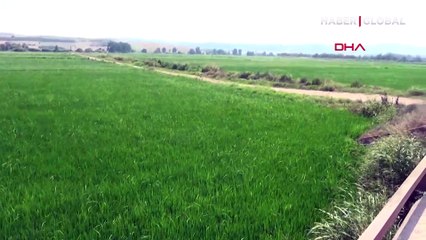 Marmara'ya dökülen Gönen Çayı, atıklar nedeniyle siyaha büründü