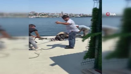 Kasımpaşa'dan denize atlayan kurbanlık dana Balat sahiline kadar yüzdü