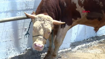 Modern Kurban Kesim Tesisi'nde koronavirüs tedbirleriyle kurbanlar kesildi