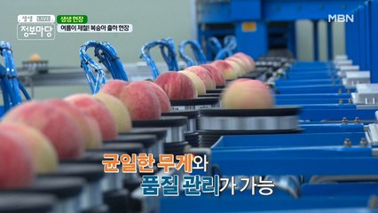 여름이 제철! 복숭아 출하 현장