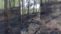 KASTAMONU - Ormanlık alanda çıkan yangında 3 dekar alan zarar gördü