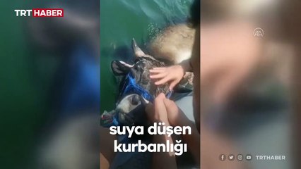 Denize düşen kurbanlık danayı polis kurtardı