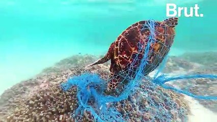 Cette asso récupère les filets de pêche abandonnés en mer