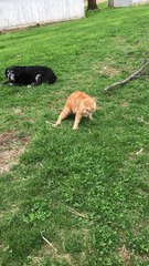 Cute Cat Bounds with Bugs