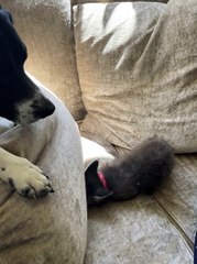 Rescued Baby Fox Plays with Dog