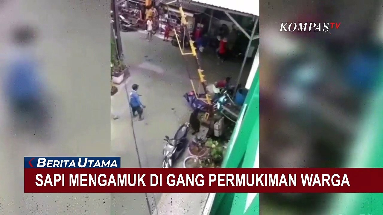 Sapi Kurban Besar Mengamuk di Gang Permukiman Warga