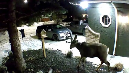 Deer Drops An Antler