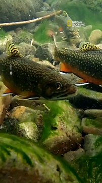 En Utah, arrojan miles de peces desde avionetas para repoblar la fauna de sus lagos