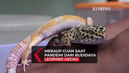 Budidaya Leopard Gecko, Cuan Saat Pandemi