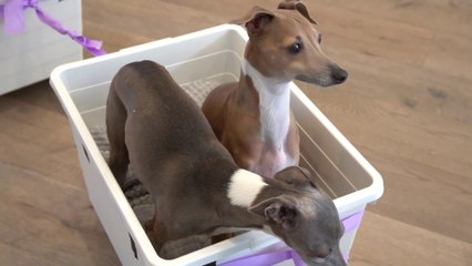 Develops your Dog's "Hidden Intelligence" To eliminate.I Made A Train For My Dogs