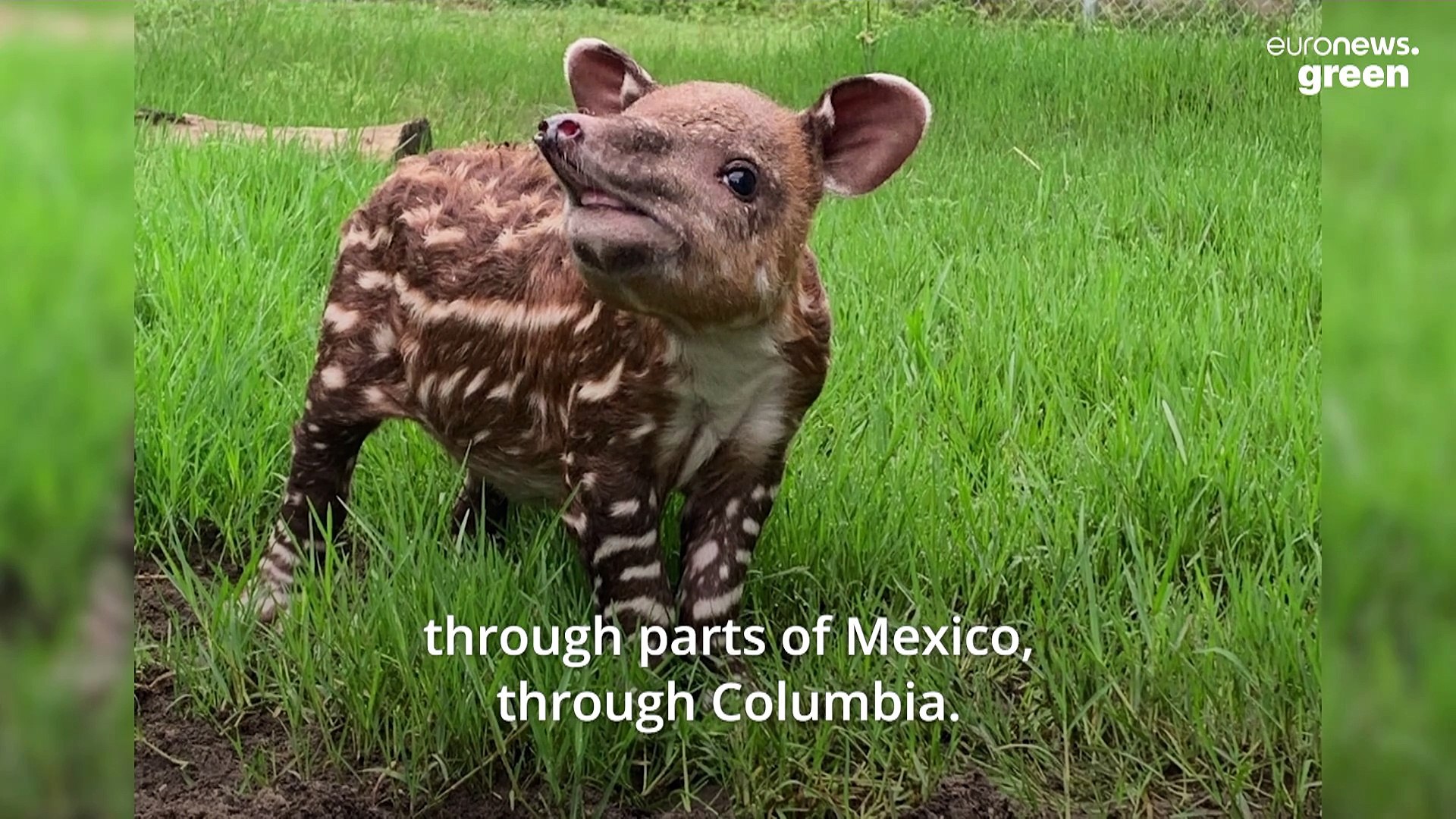 ⁣Meet the endangered baby tapir on an important mission