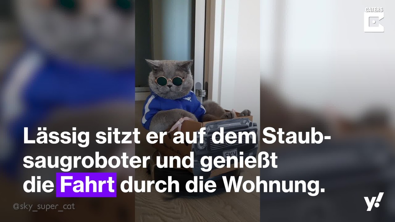 Kater fährt auf Staubsaugroboter durch die Wohnung
