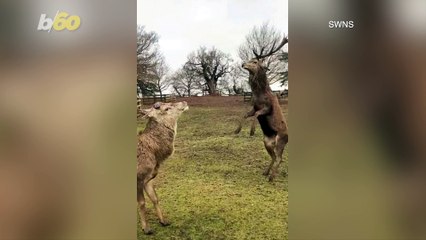 Amazing Video Shows Two Stags Duking It Out for Dominance!