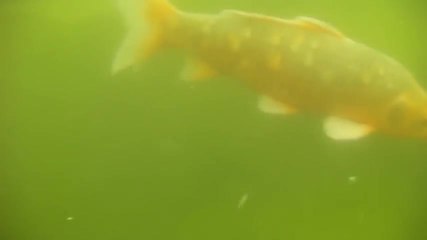 Test: Sanyo VPC-CA100 sous l'eau / underwater